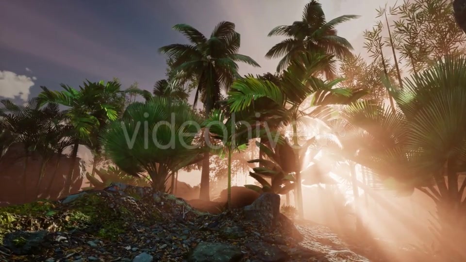 Sunset Beams Through Palm Trees - Download Videohive 21118356