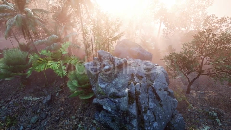 Sunset Beams Through Palm Trees - Download Videohive 21118367