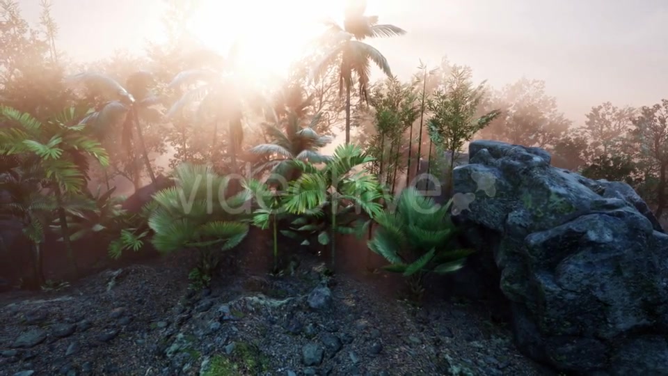 Sunset Beams Through Palm Trees - Download Videohive 21118367