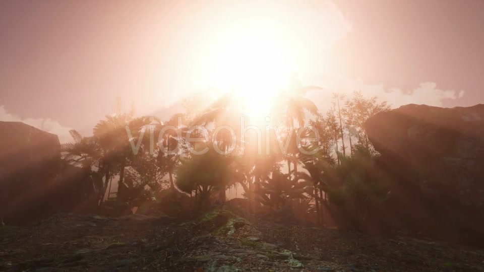 Sunset Beams Through Palm Trees - Download Videohive 21118407