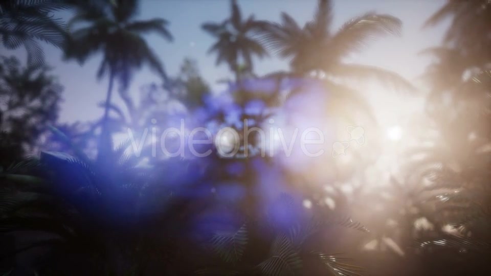 Sunset Beams Through Palm Trees - Download Videohive 21118422