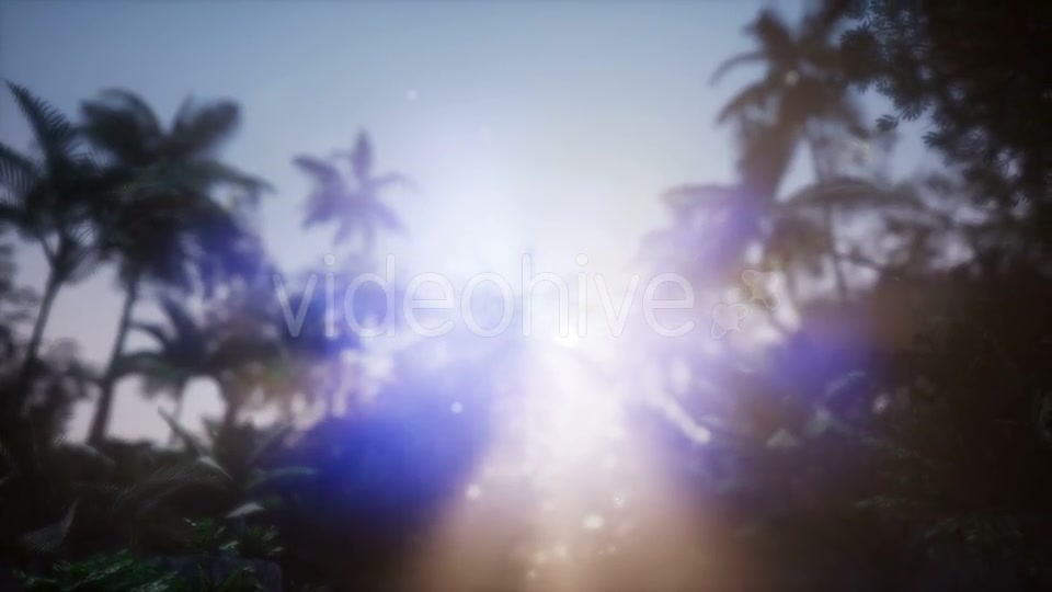 Sunset Beams Through Palm Trees - Download Videohive 21118422