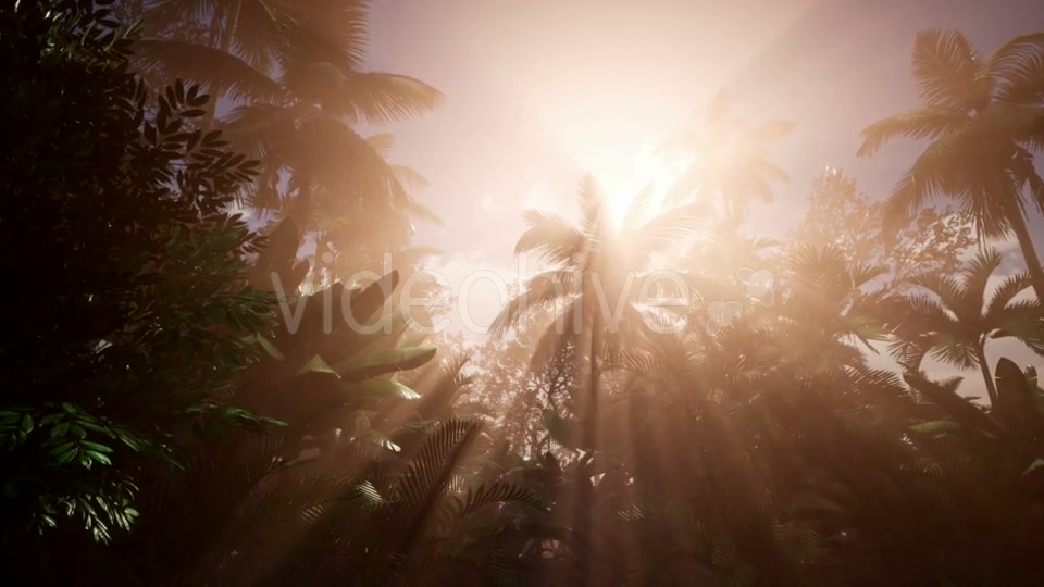 Sunset Beams Through Palm Trees - Download Videohive 21118450