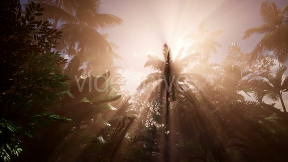 Sunset Beams Through Palm Trees - Download Videohive 21118450