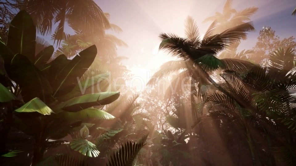 Sunset Beams Through Palm Trees - Download Videohive 21118450