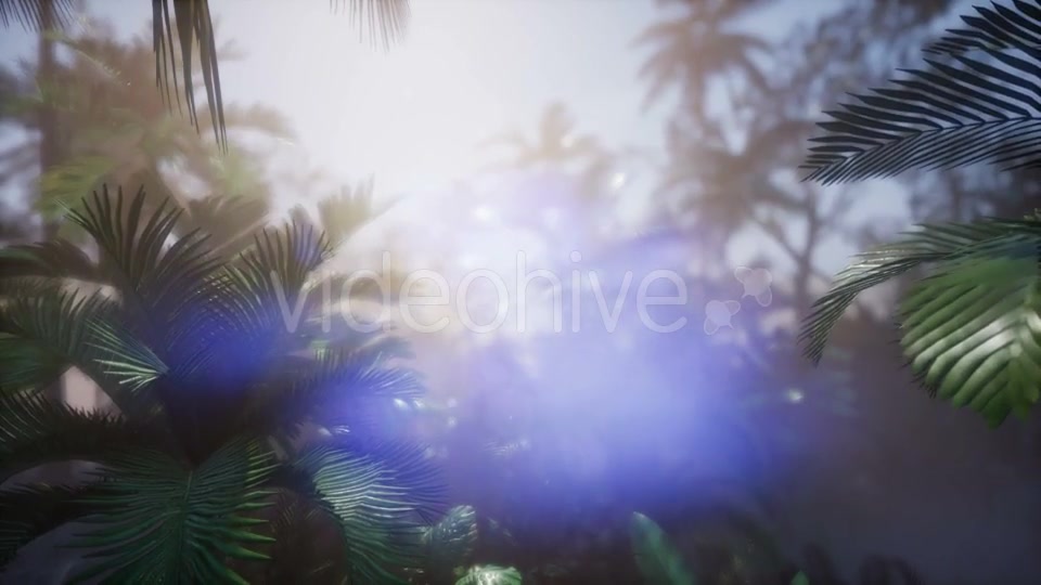Sunset Beams Through Palm Trees - Download Videohive 21143818