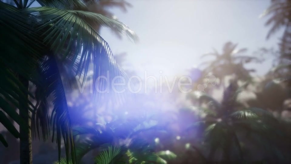Sunset Beams Through Palm Trees - Download Videohive 21143818