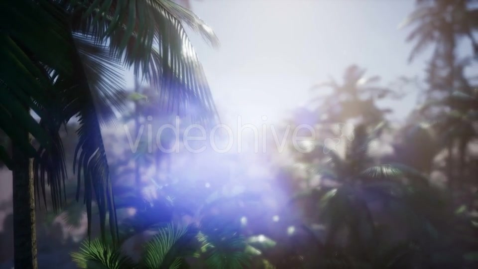 Sunset Beams Through Palm Trees - Download Videohive 21143818