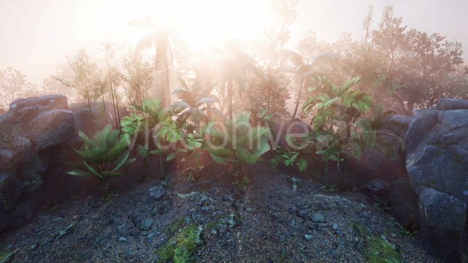 Sunset Beams Through Palm Trees - Download Videohive 21143839