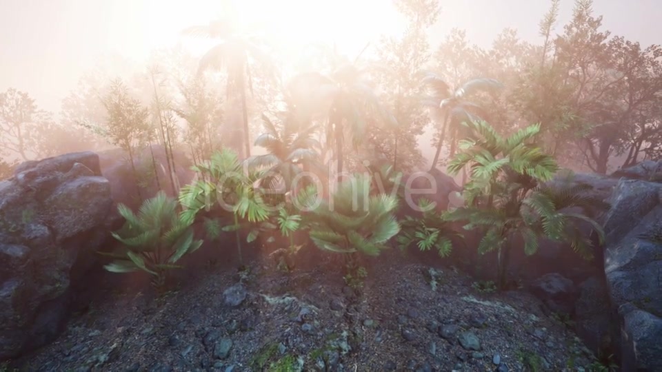 Sunset Beams Through Palm Trees - Download Videohive 21143839