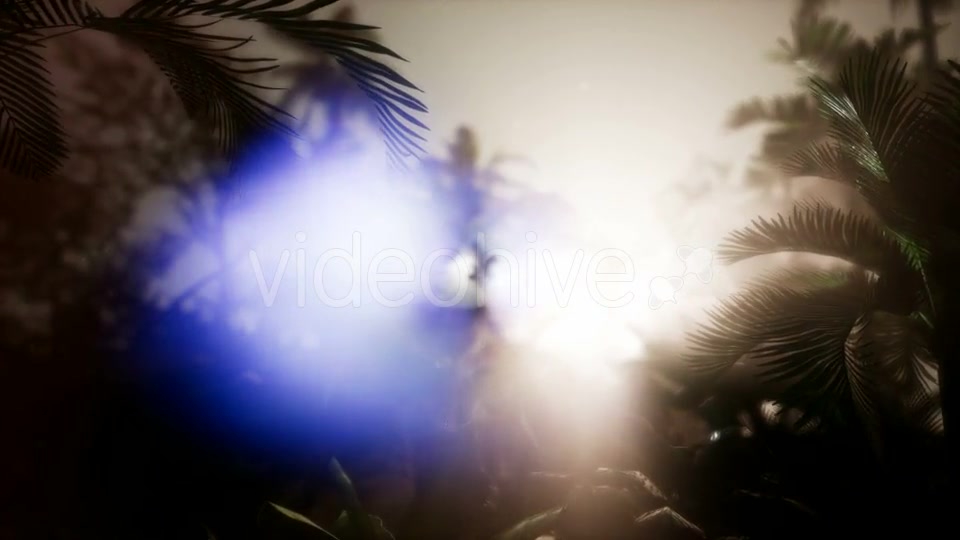 Sunset Beams Through Palm Trees - Download Videohive 21166677