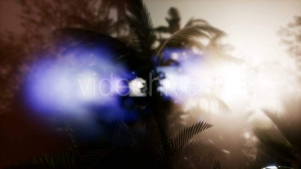 Sunset Beams Through Palm Trees - Download Videohive 21166677