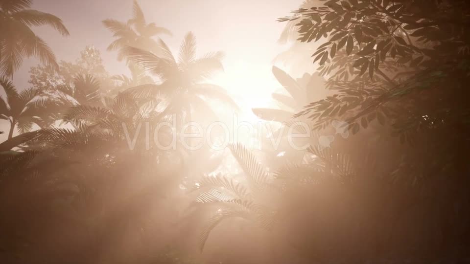 Sunset Beams Through Palm Trees - Download Videohive 21166690