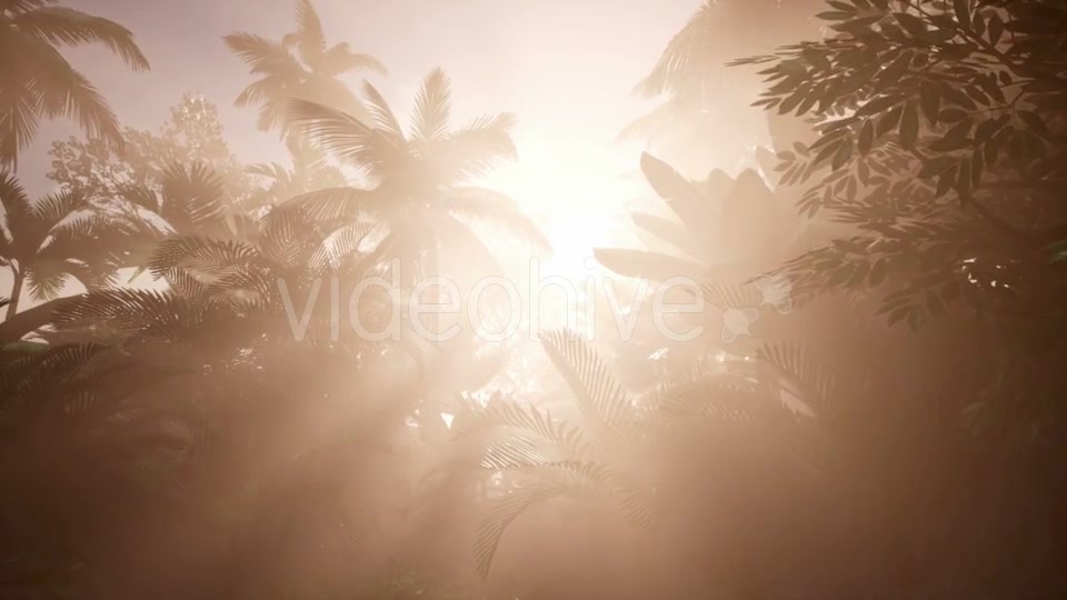 Sunset Beams Through Palm Trees - Download Videohive 21166690