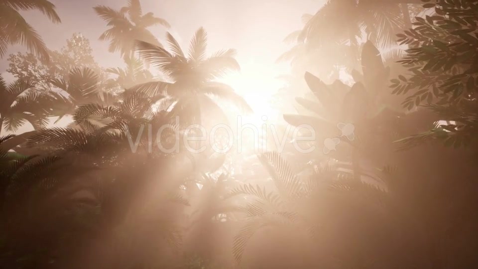 Sunset Beams Through Palm Trees - Download Videohive 21166690