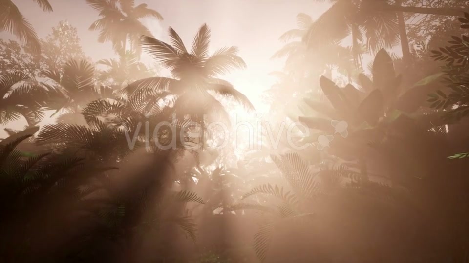 Sunset Beams Through Palm Trees - Download Videohive 21166690