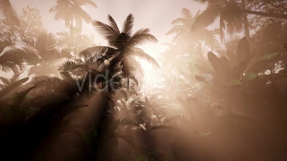 Sunset Beams Through Palm Trees - Download Videohive 21166690