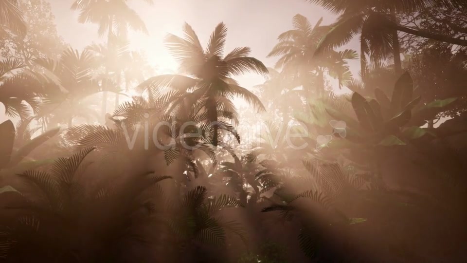 Sunset Beams Through Palm Trees - Download Videohive 21166690