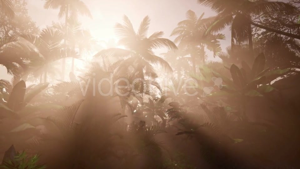 Sunset Beams Through Palm Trees - Download Videohive 21166690