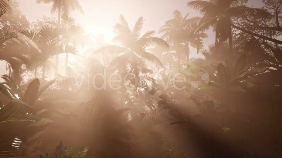 Sunset Beams Through Palm Trees - Download Videohive 21166690