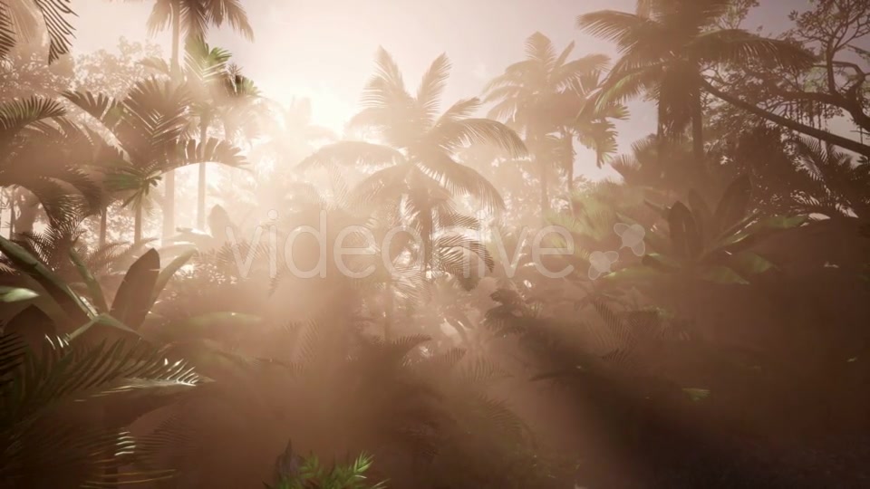 Sunset Beams Through Palm Trees - Download Videohive 21166690