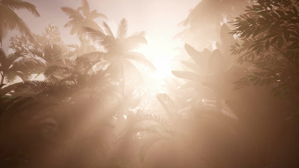 Sunset Beams Through Palm Trees - Download Videohive 21166690