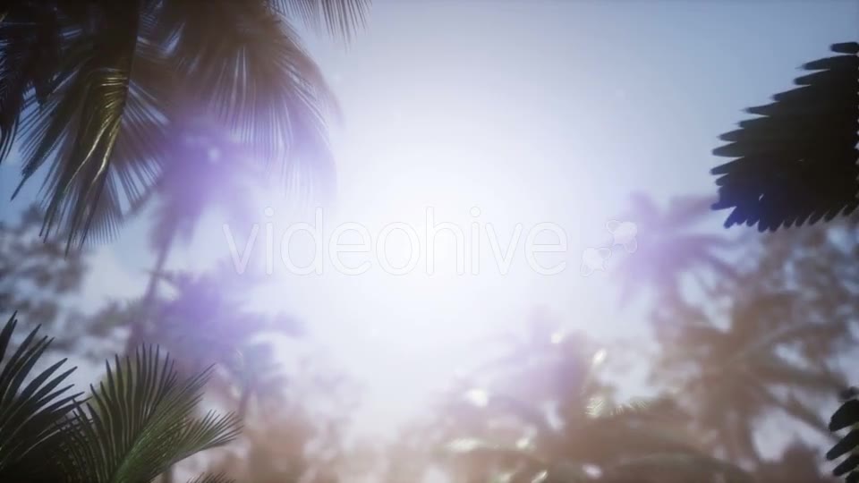 Sunset Beams Through Palm Trees - Download Videohive 21166692