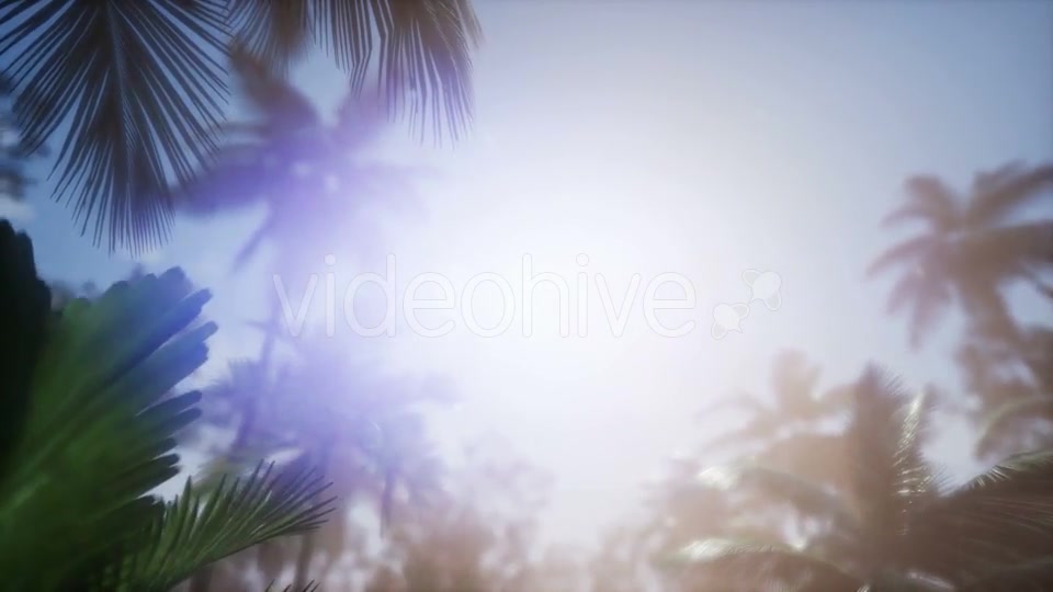 Sunset Beams Through Palm Trees - Download Videohive 21166692