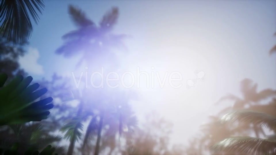 Sunset Beams Through Palm Trees - Download Videohive 21166692