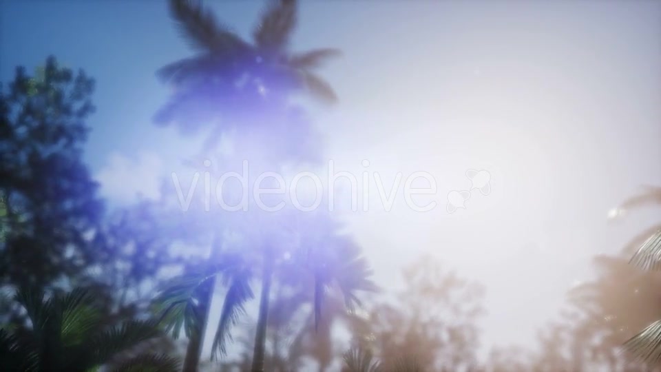 Sunset Beams Through Palm Trees - Download Videohive 21166692