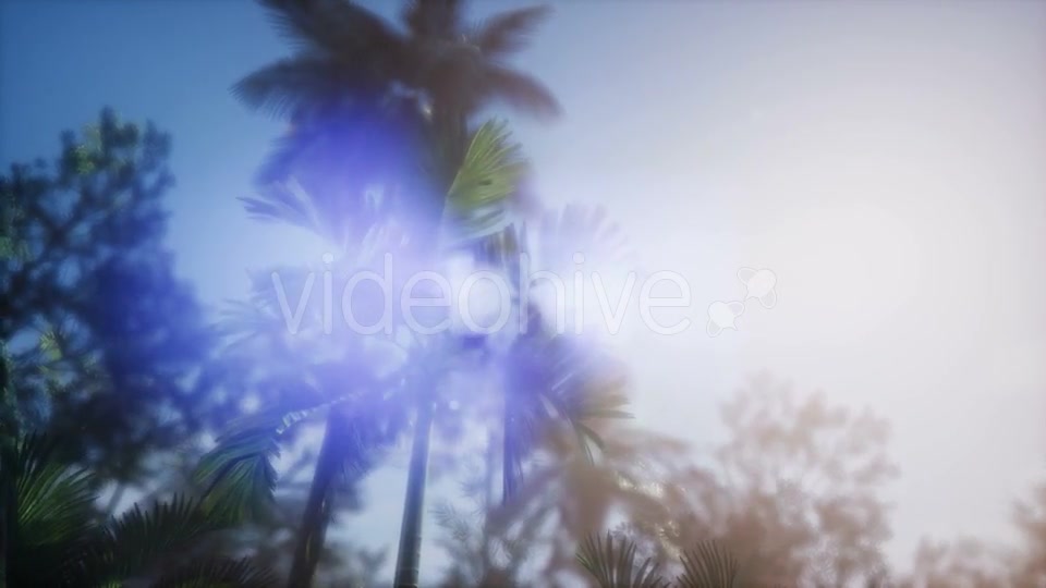 Sunset Beams Through Palm Trees - Download Videohive 21166692