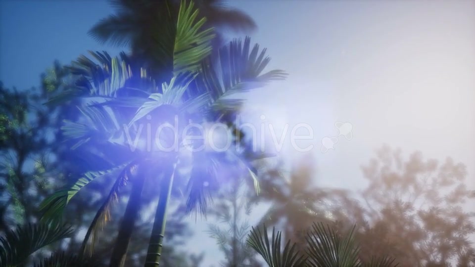 Sunset Beams Through Palm Trees - Download Videohive 21166692