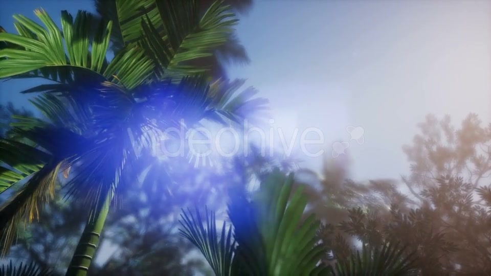 Sunset Beams Through Palm Trees - Download Videohive 21166692