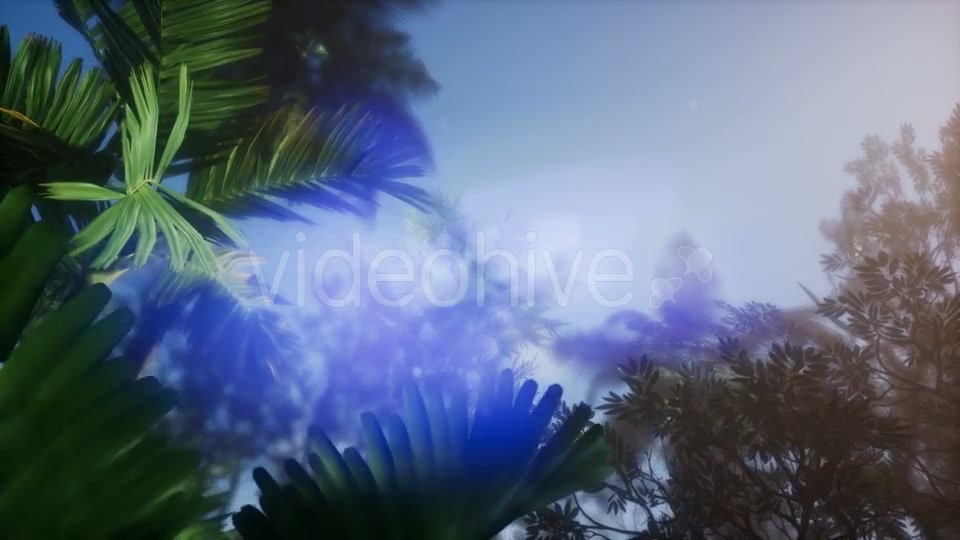 Sunset Beams Through Palm Trees - Download Videohive 21166692