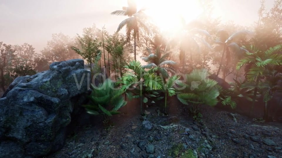 Sunset Beams Through Palm Trees - Download Videohive 21166694