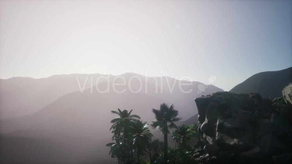 Sunset Beams Through Palm Trees - Download Videohive 21204735