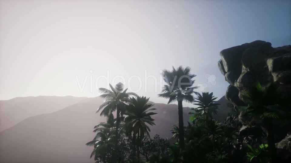 Sunset Beams Through Palm Trees - Download Videohive 21204735