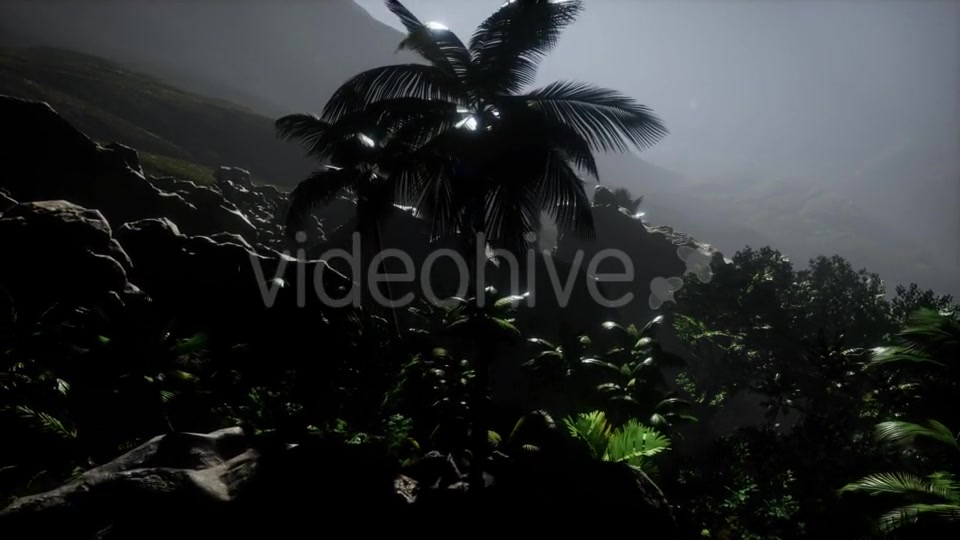 Sunset Beams Through Palm Trees - Download Videohive 21225198
