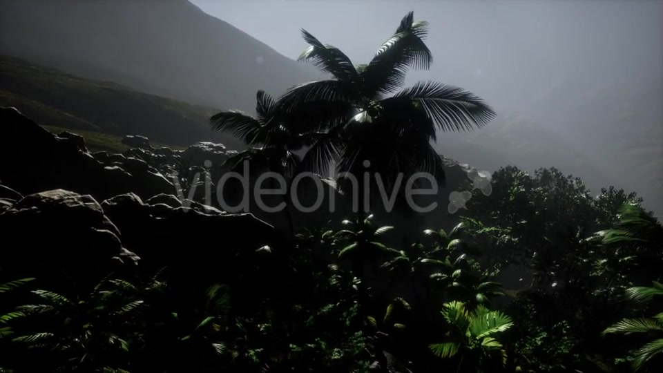 Sunset Beams Through Palm Trees - Download Videohive 21225198