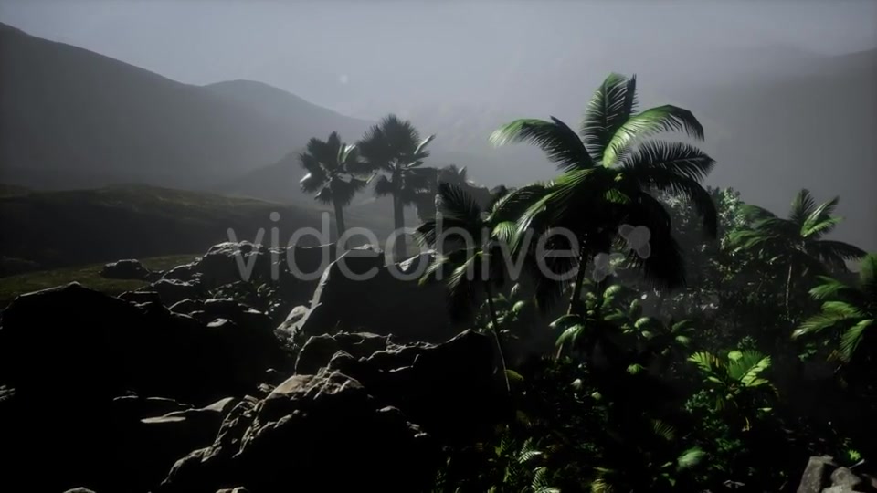 Sunset Beams Through Palm Trees - Download Videohive 21225198