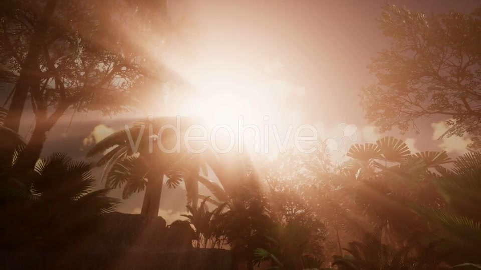 Sunset Beams Through Palm Trees - Download Videohive 21225398