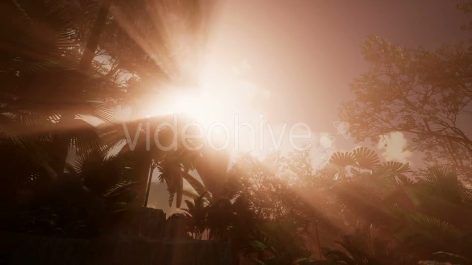 Sunset Beams Through Palm Trees - Download Videohive 21225398