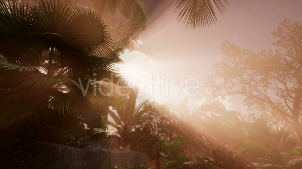 Sunset Beams Through Palm Trees - Download Videohive 21225398