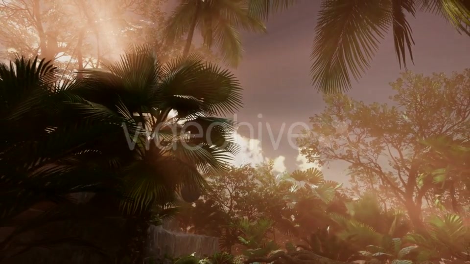 Sunset Beams Through Palm Trees - Download Videohive 21225398