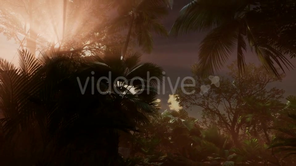 Sunset Beams Through Palm Trees - Download Videohive 21225398