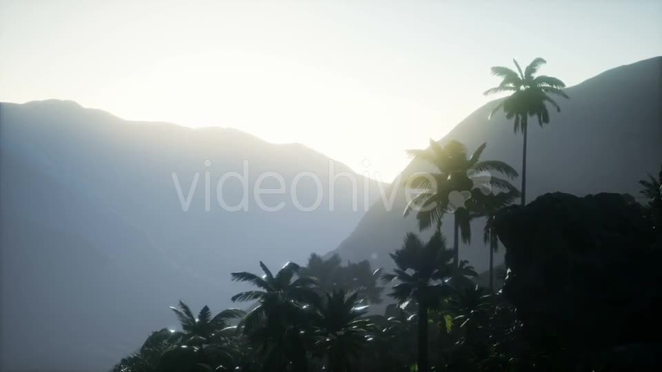 Sunset Beams Through Palm Trees - Download Videohive 21225424