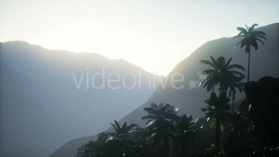 Sunset Beams Through Palm Trees - Download Videohive 21225424