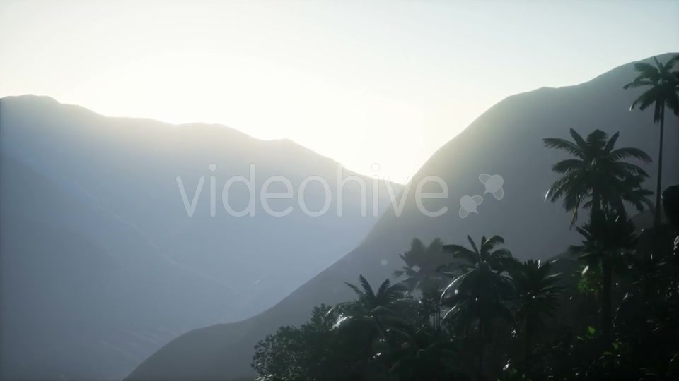 Sunset Beams Through Palm Trees - Download Videohive 21225424