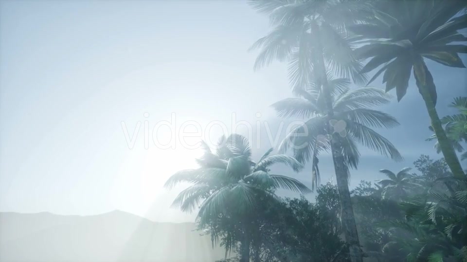 Sunset Beams Through Palm Trees - Download Videohive 21225454