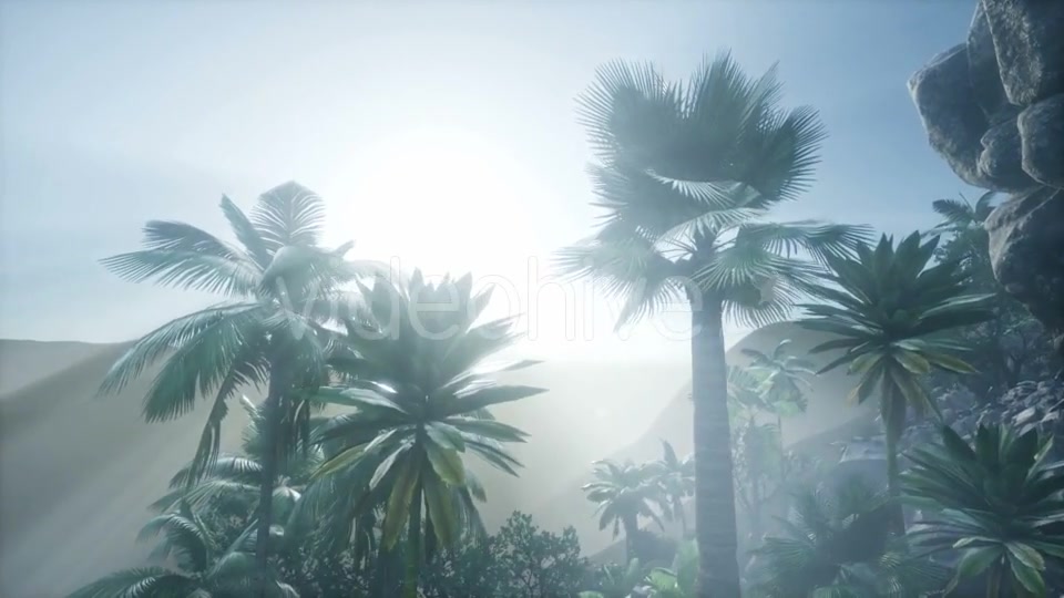 Sunset Beams Through Palm Trees - Download Videohive 21225454